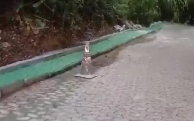 Termino da obra da calçada
