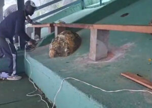 Contrução dos bancos para visitantes na rampa de parapente do CSCVL