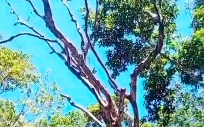 Remoção de árvore seca