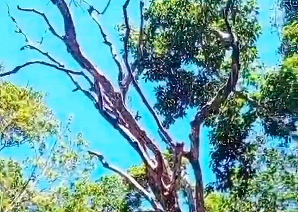 Remoção de árvore seca