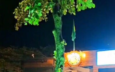 Iluminação das amendoeiras da sede do CSCVL