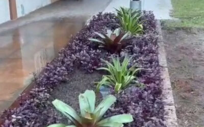 Projeto paisagístico dos novos jardins do CSCVL