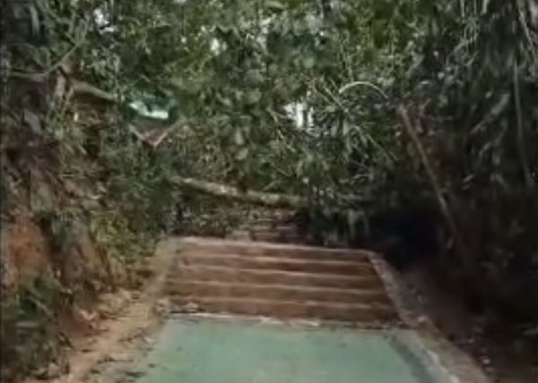 Acesso a rampa obstruído por queda de árvore